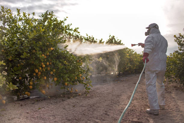 Best Bed Bug Extermination  in Perham, MN